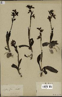 spécimen de Ophrys fusca