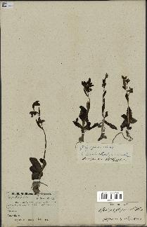spécimen de Ophrys fusca