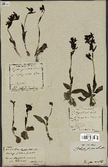 spécimen de Ophrys fusca