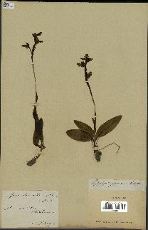 spécimen de Ophrys fusca