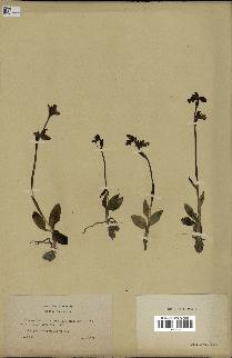 spécimen de Ophrys fusca