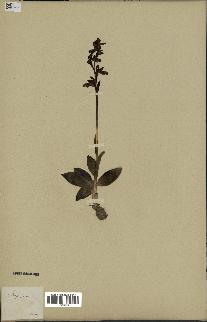 spécimen de Ophrys fusca
