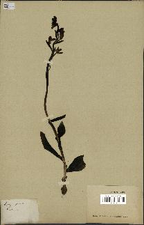 spécimen de Ophrys fusca