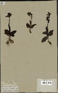 spécimen de Ophrys fusca