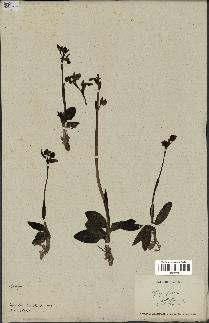 spécimen de Ophrys fusca