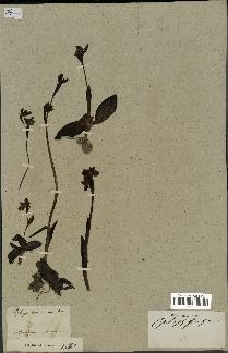 spécimen de Ophrys fusca