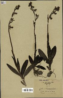 spécimen de Ophrys fusca