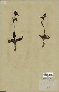 spécimen de Ophrys fusca