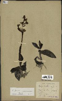 spécimen de Ophrys fusca