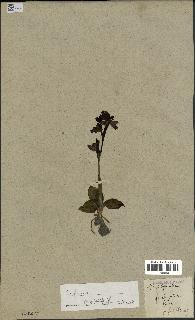 spécimen de Ophrys fusca