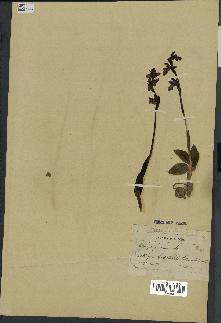 spécimen de Ophrys fusca