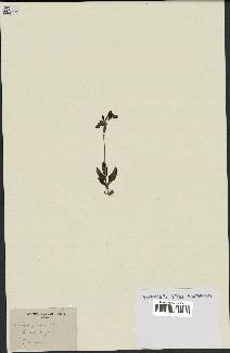 spécimen de Ophrys fusca