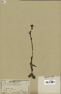 spécimen de Ophrys fusca