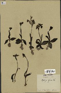 spécimen de Ophrys fusca