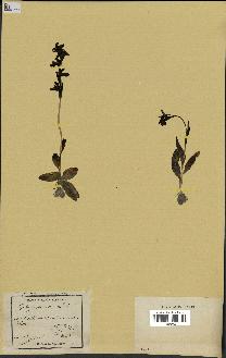 spécimen de Ophrys fusca