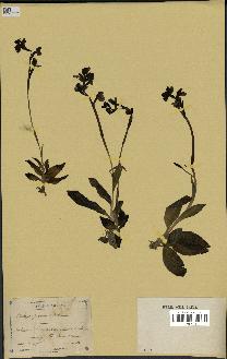 spécimen de Ophrys fusca