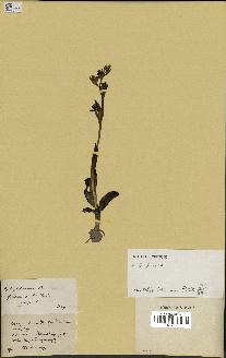 spécimen de Ophrys fusca