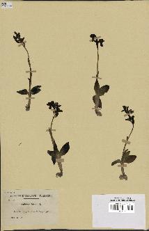spécimen de Ophrys fusca