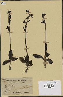 spécimen de Ophrys fusca
