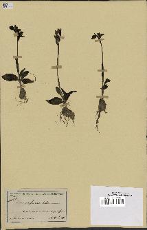 spécimen de Ophrys fusca