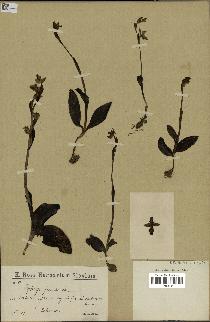 spécimen de Ophrys fusca