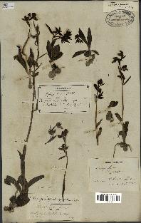 spécimen de Ophrys fusca