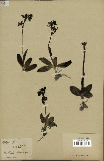 spécimen de Ophrys fusca