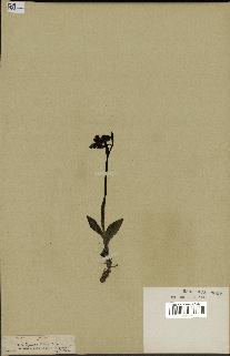spécimen de Ophrys fusca