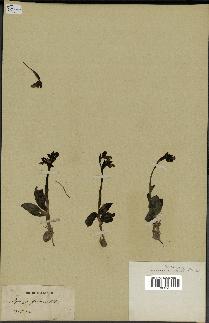 spécimen de Ophrys fusca