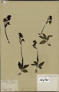 spécimen de Ophrys fusca