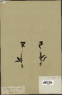 spécimen de Ophrys fusca
