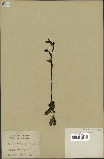 spécimen de Ophrys fusca