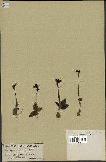 spécimen de Ophrys fusca