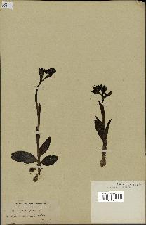 spécimen de Ophrys fusca