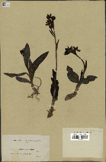 spécimen de Ophrys fusca