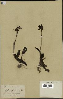 spécimen de Ophrys fusca