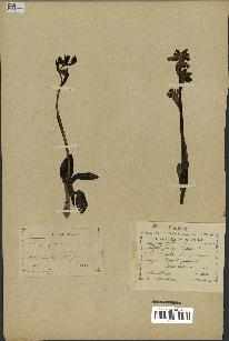 spécimen de Ophrys fusca