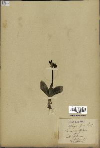 spécimen de Ophrys fusca