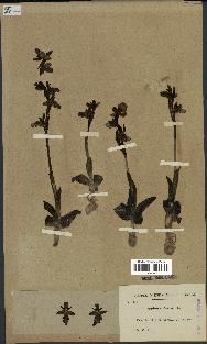 spécimen de Ophrys fusca