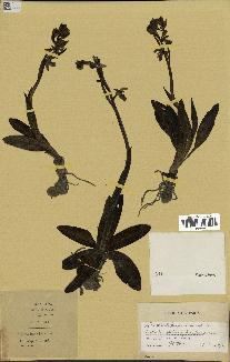 spécimen de Ophrys fusca