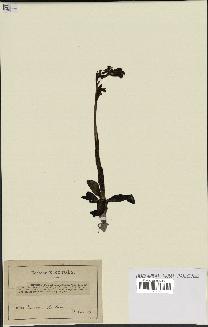 spécimen de Ophrys fusca