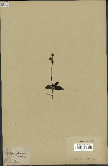spécimen de Ophrys fusca