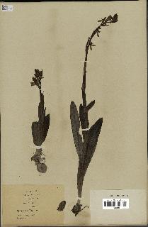 spécimen de Ophrys fusca