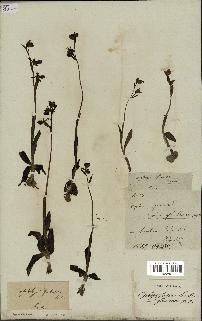 spécimen de Ophrys fusca