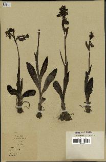 spécimen de Ophrys fusca