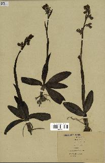 spécimen de Ophrys fusca
