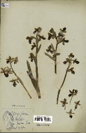 spécimen de Ophrys fusca