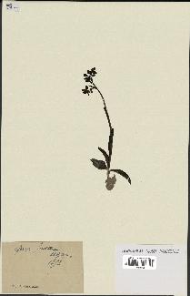 spécimen de Ophrys fusca