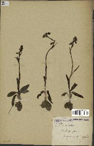 spécimen de Ophrys fusca