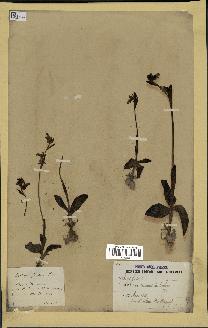 spécimen de Ophrys fusca